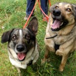 Adopt Billy & Scooby