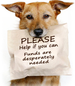 Donate now to help abandoned dogs in need